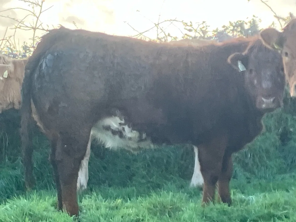 QUALITY BREEDING HEIFERS - Image 2