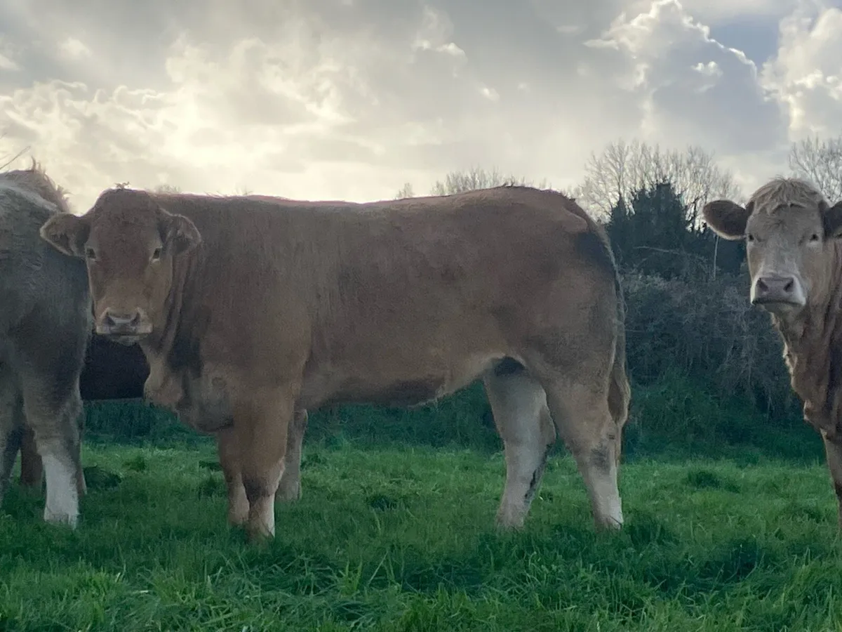 QUALITY BREEDING HEIFERS - Image 3