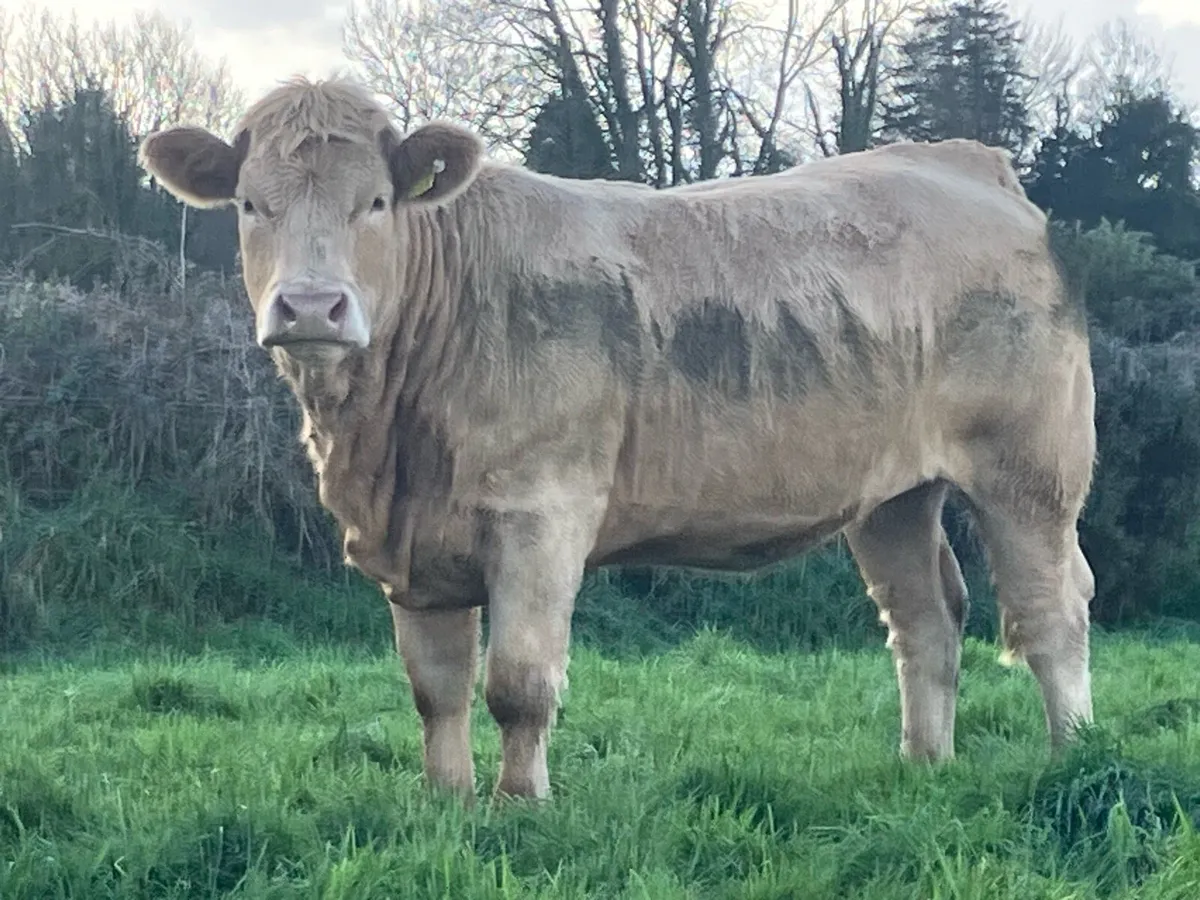 QUALITY BREEDING HEIFERS - Image 4