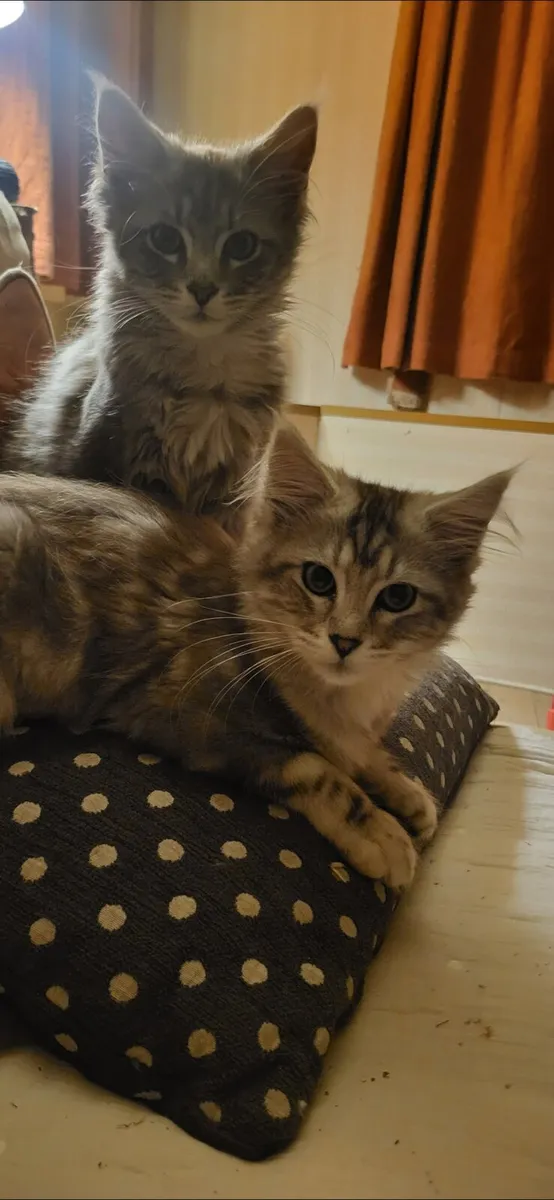 maine coon kittens - Image 3