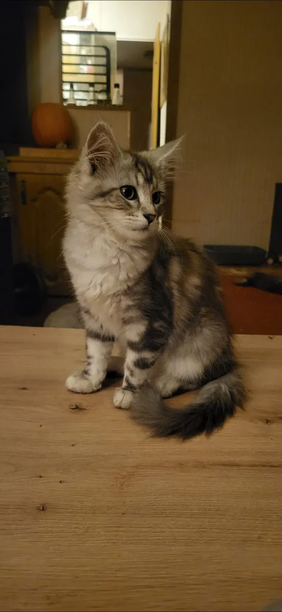 maine coon kittens - Image 4