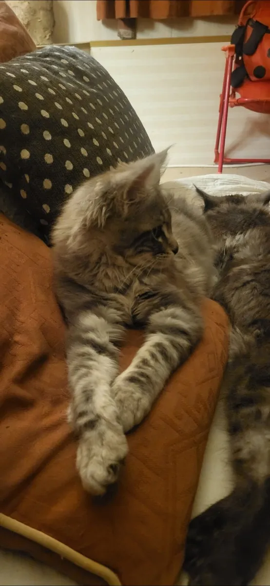 maine coon kittens - Image 2