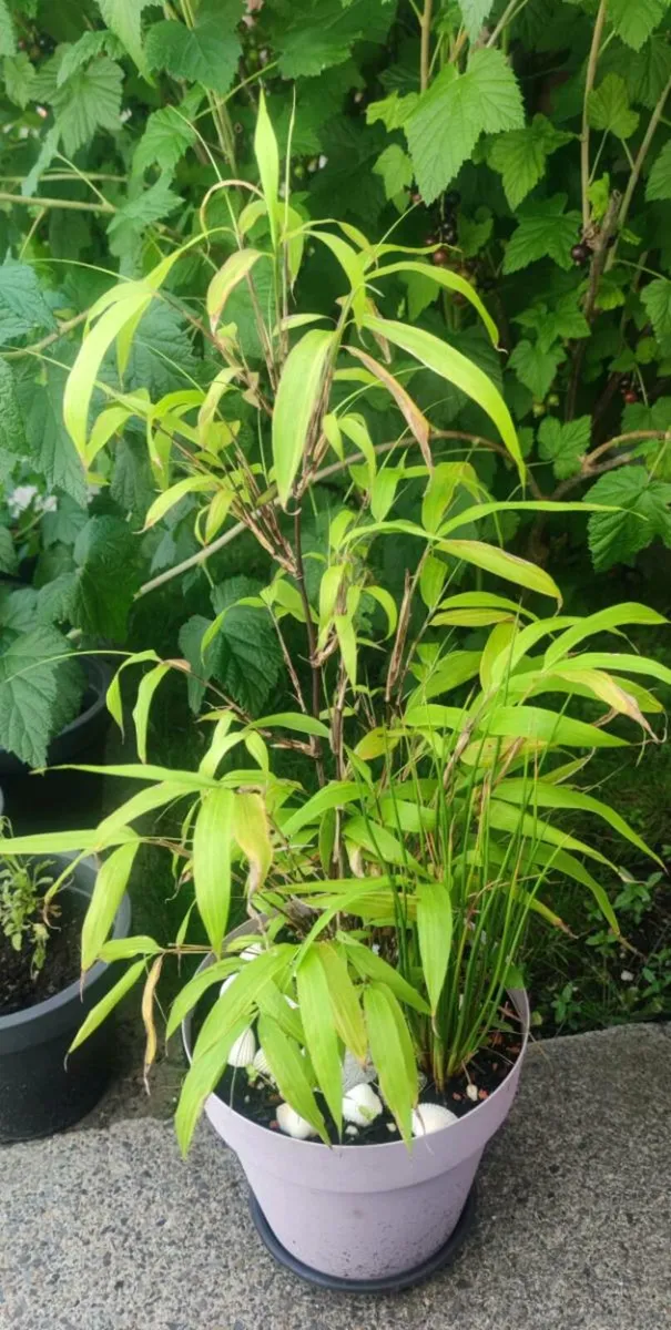 Bamboo plant - Image 1