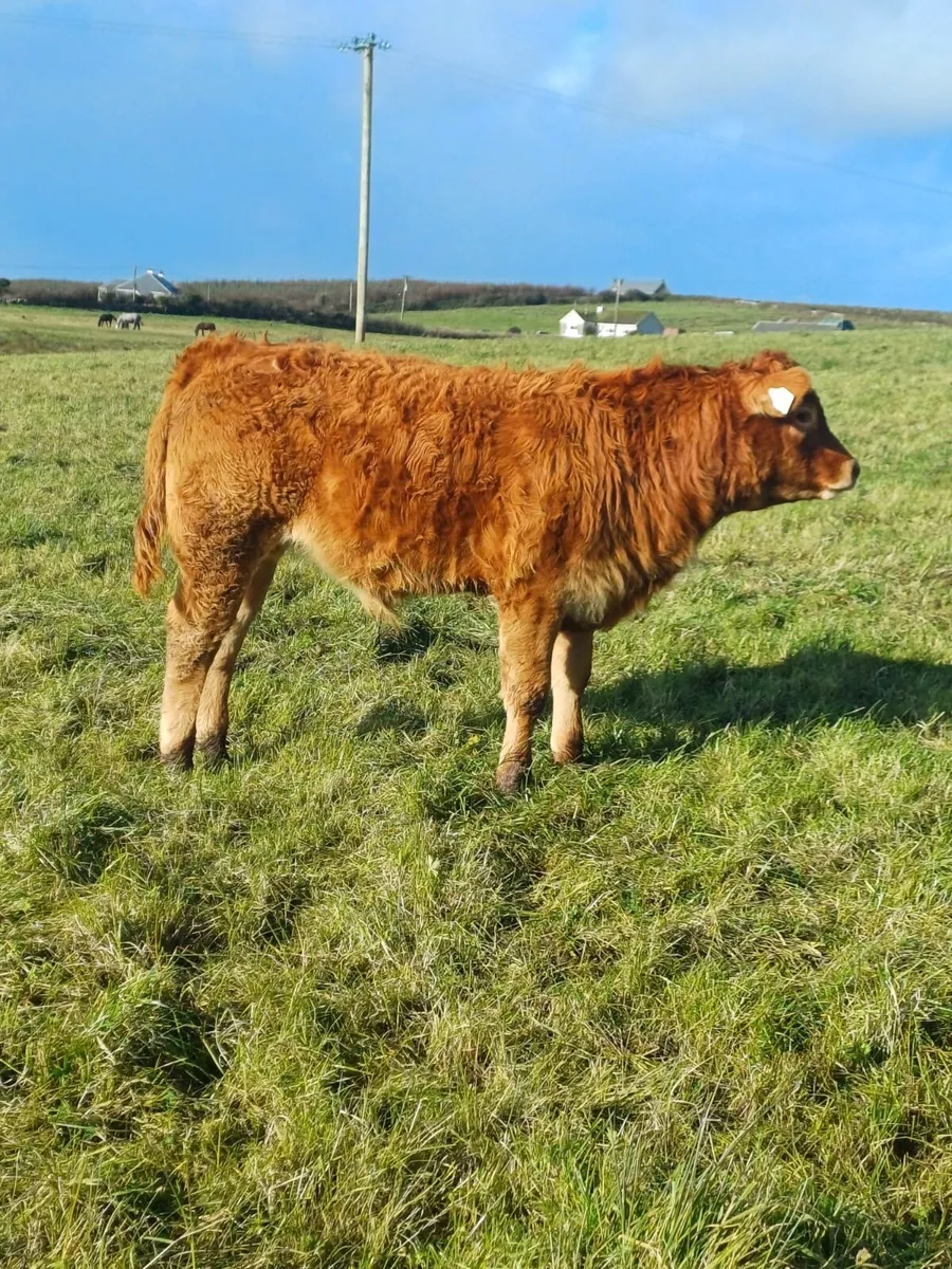 2 AI Bred Weanlings Limousin & Charolais - Image 1
