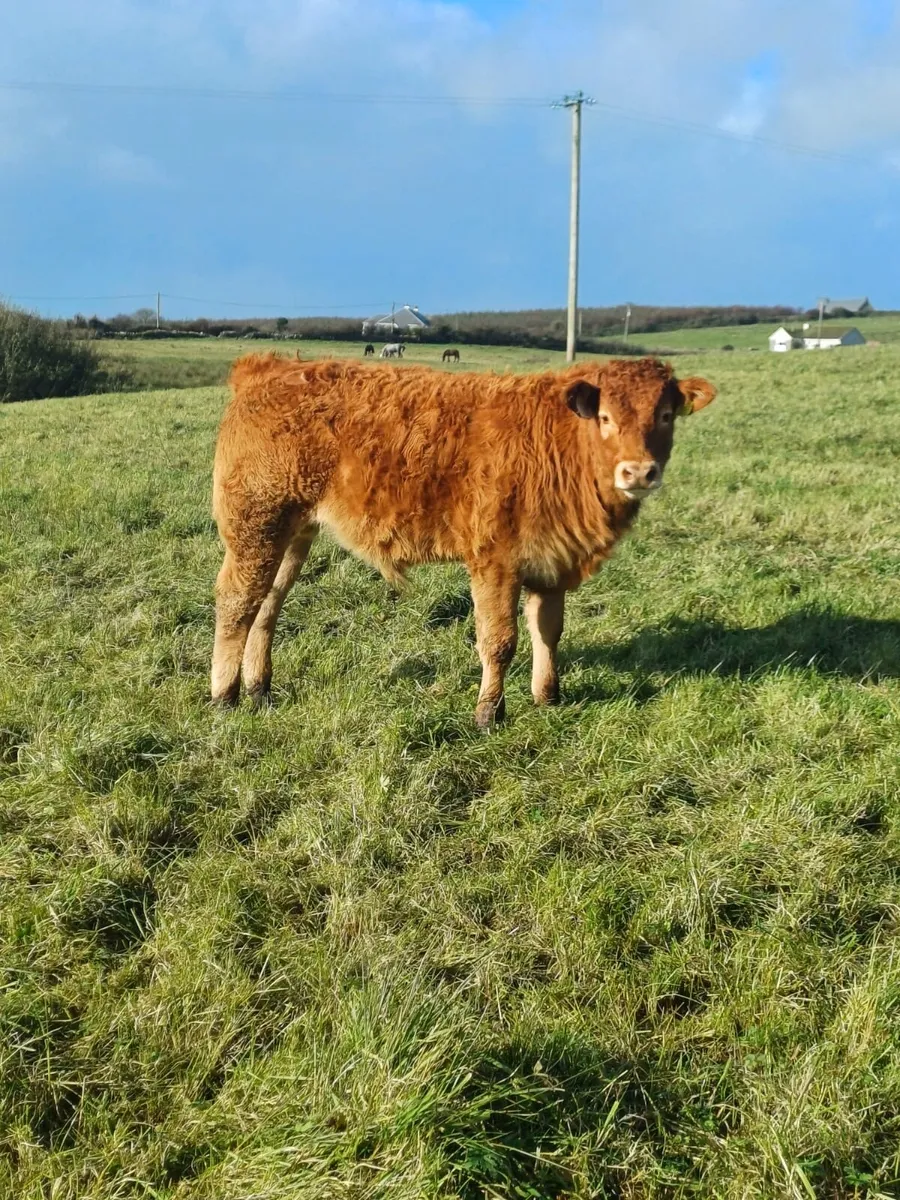 2 AI Bred Weanlings Limousin & Charolais - Image 2