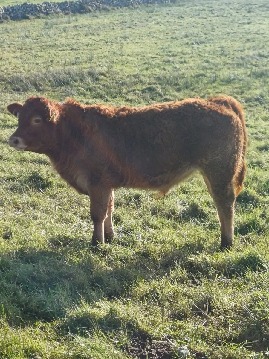 2 AI Bred Weanlings Limousin & Charolais - Image 3