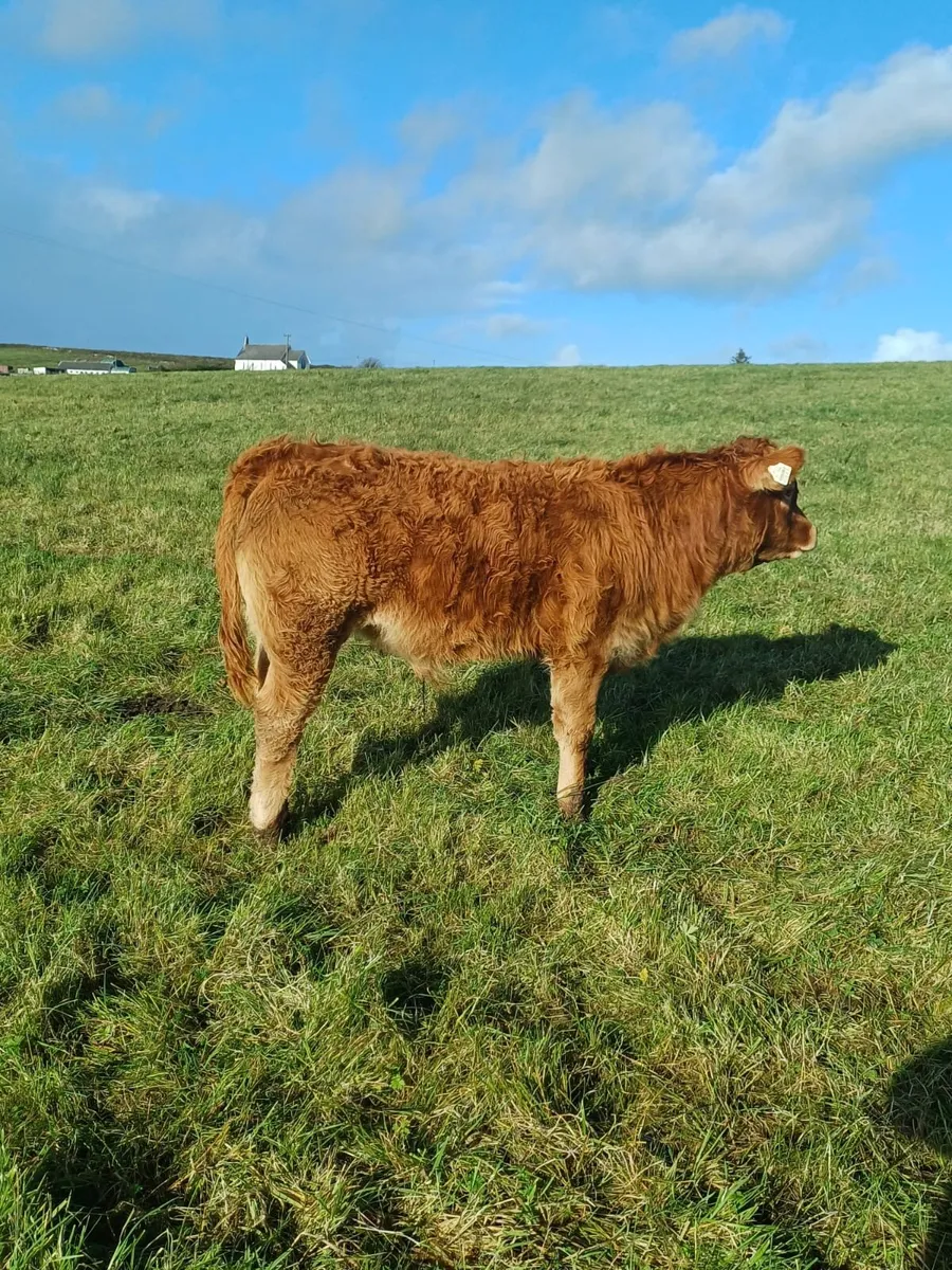 2 AI Bred Weanlings Limousin & Charolais - Image 4