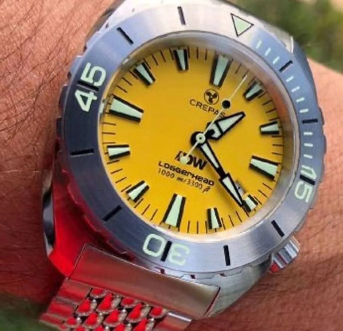 Crepas Loggerhead - Image 1