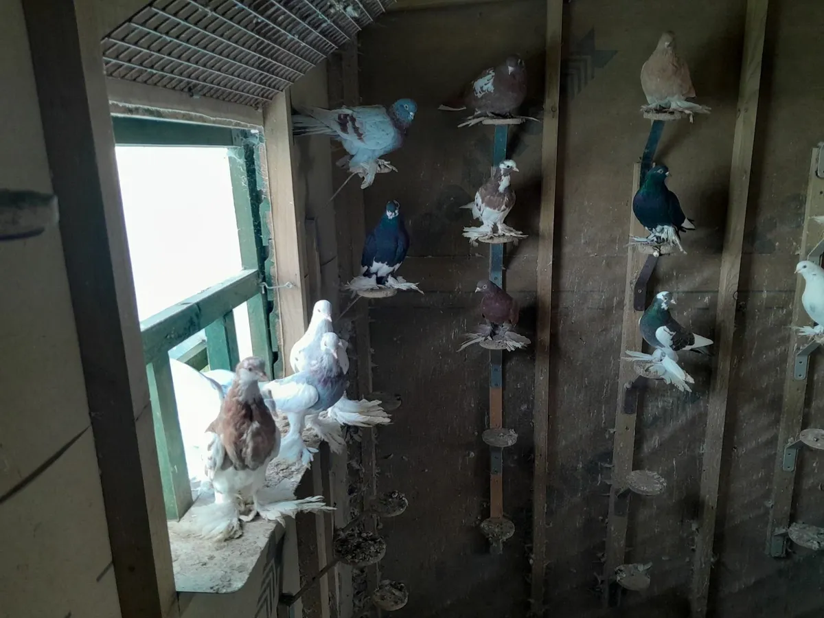Tumbler pigeons - Image 1