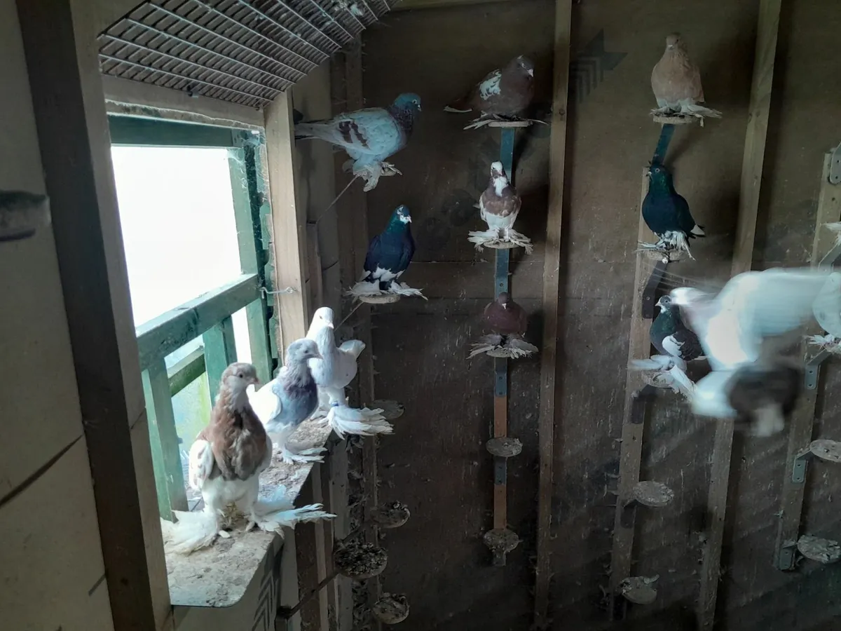 Tumbler pigeons - Image 2