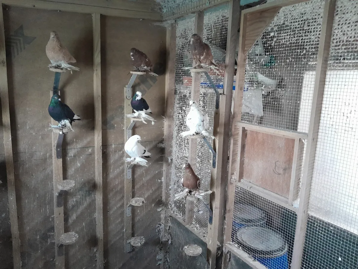 Tumbler pigeons - Image 3