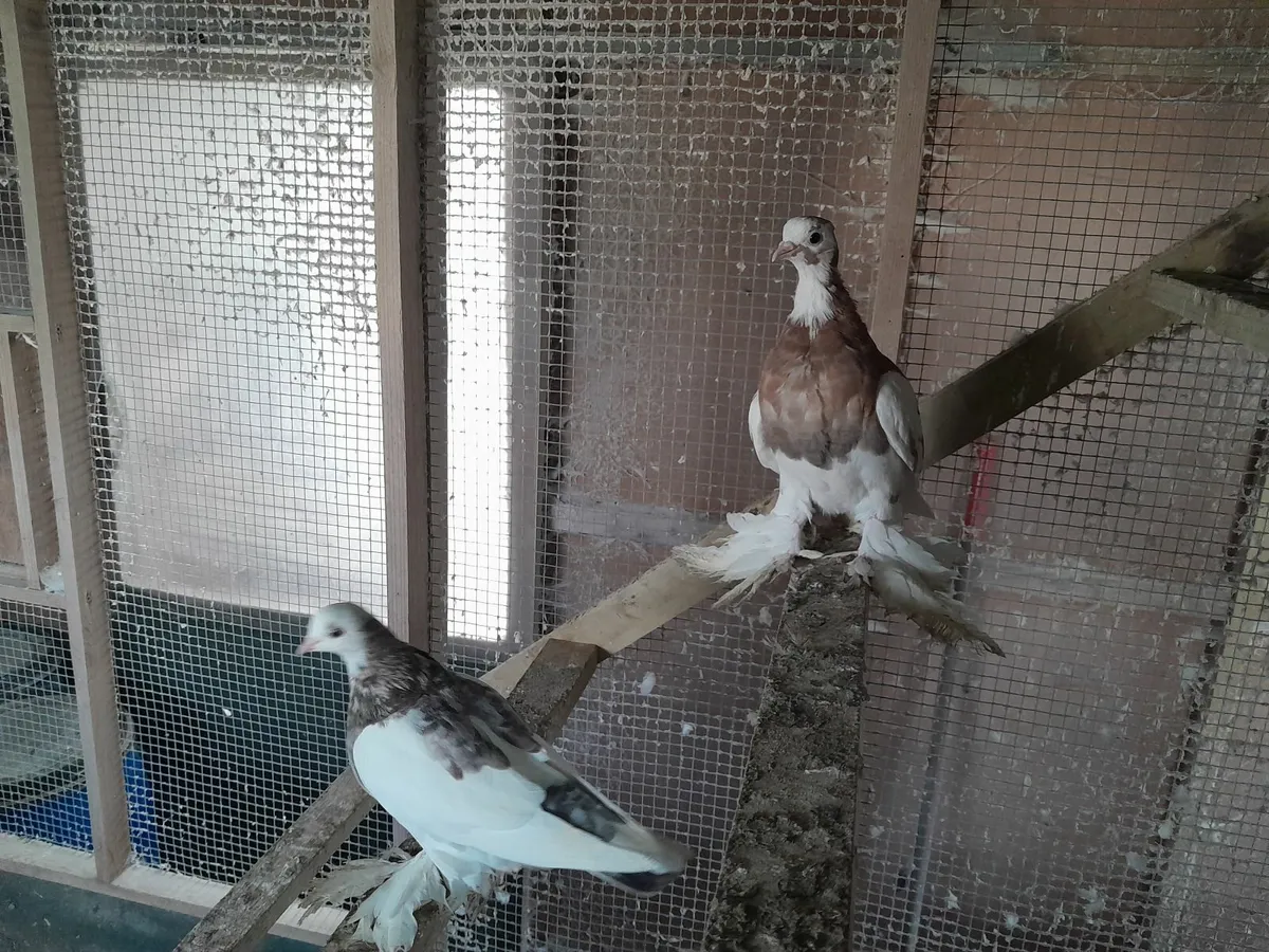 Tumbler pigeons - Image 4