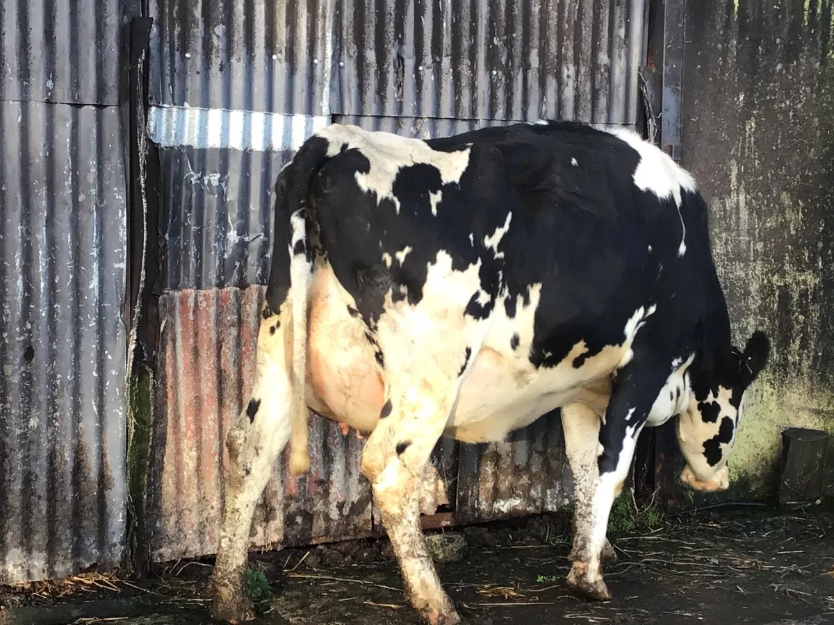 Dairy heifers - Image 2