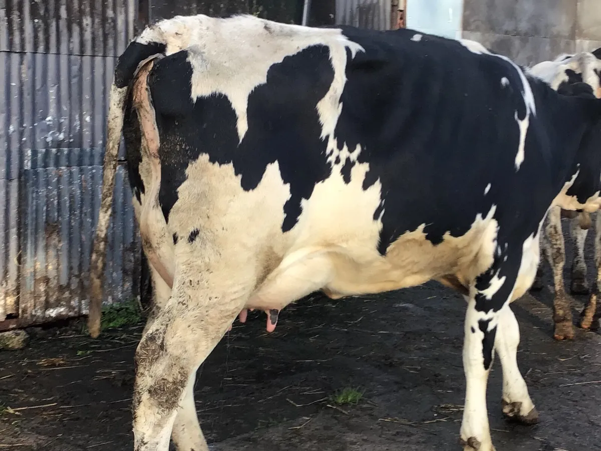 Dairy heifers - Image 3