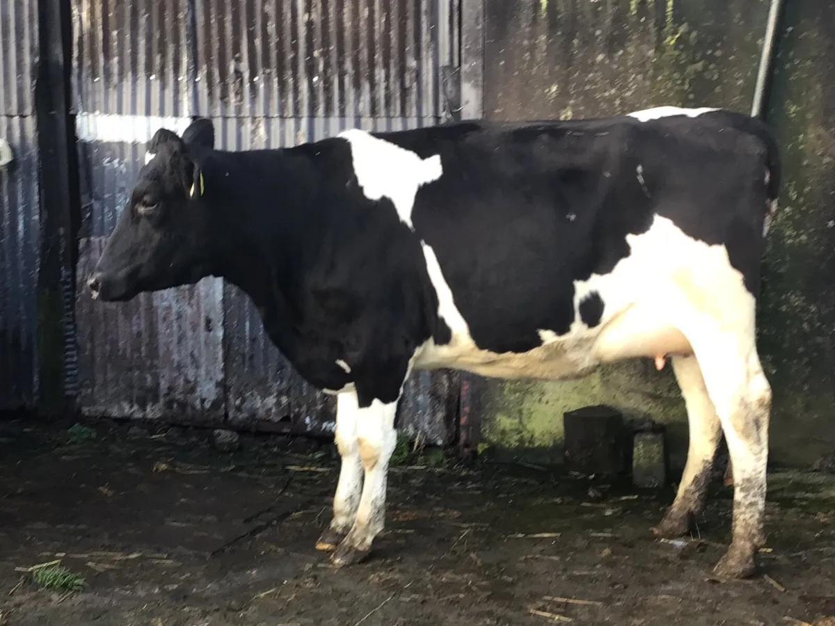 Dairy heifers - Image 1
