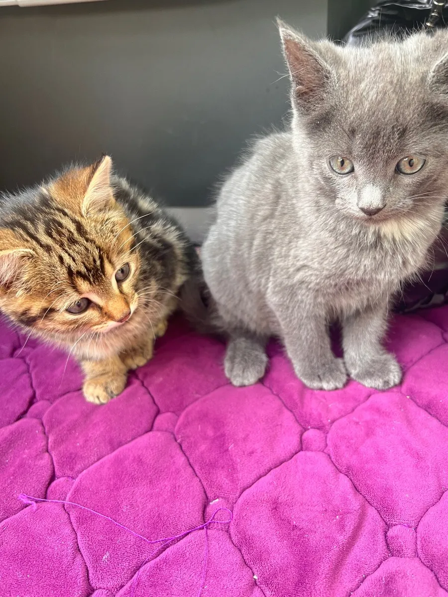 Blue British shorthair kittens. - Image 1