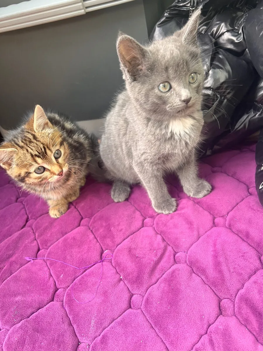 Blue British shorthair kittens. - Image 2