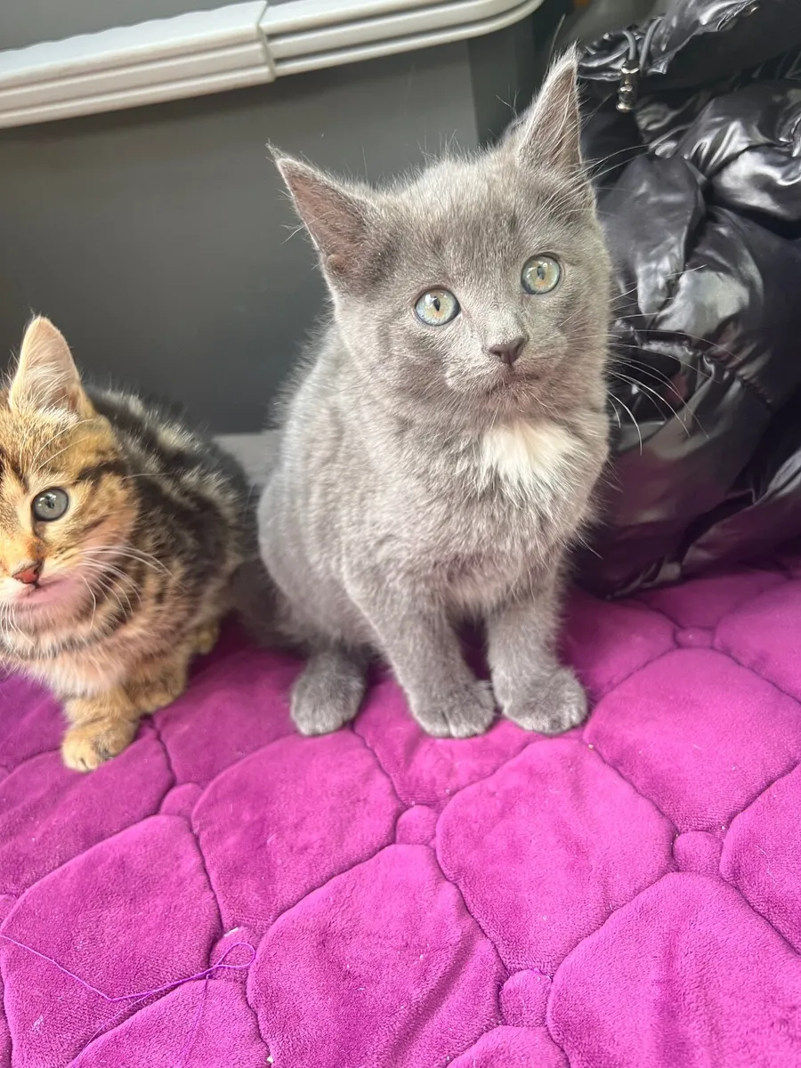 Blue British shorthair kittens. - Image 3