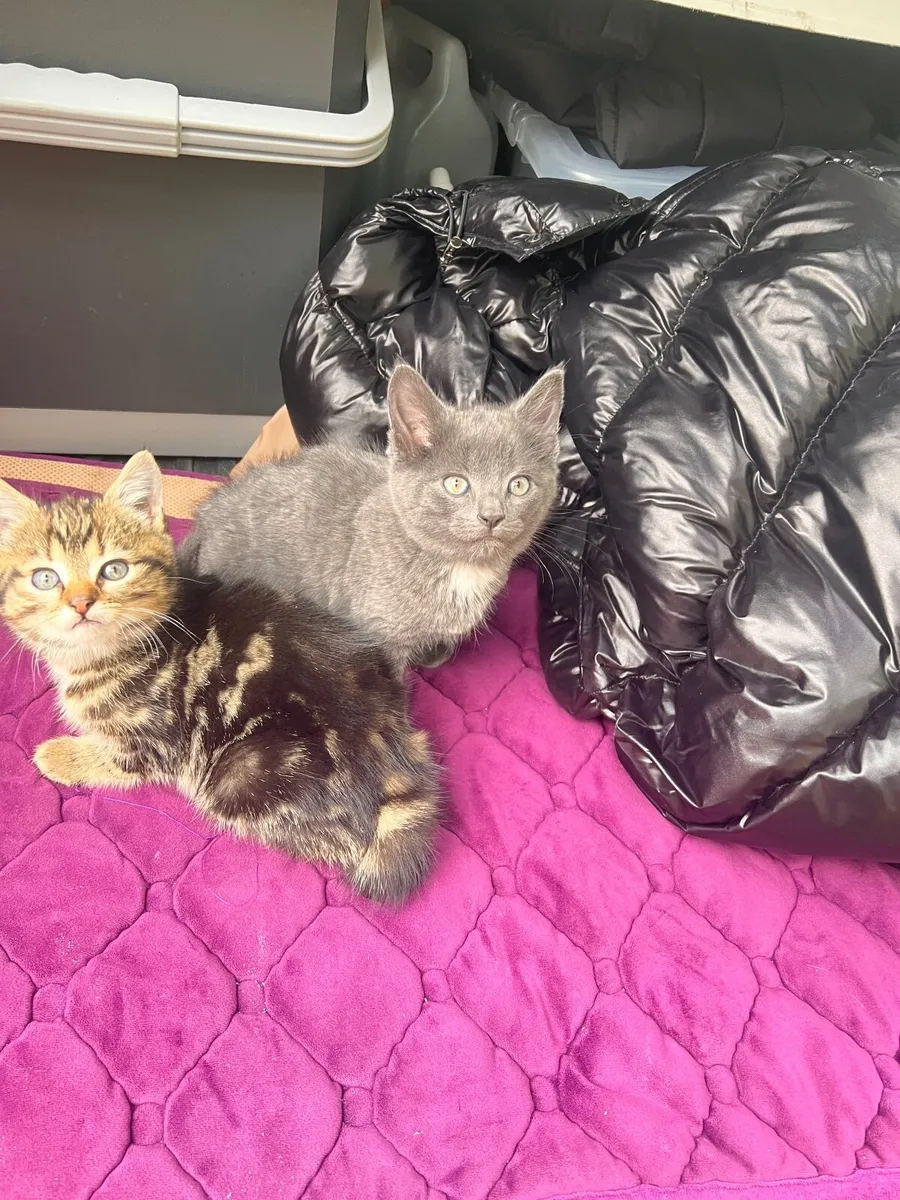 Blue British shorthair kittens. - Image 4