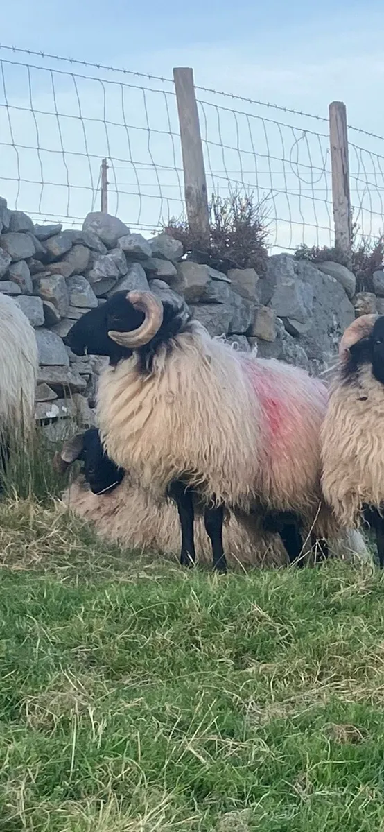Clean mayo mountain ram lamb - Image 2