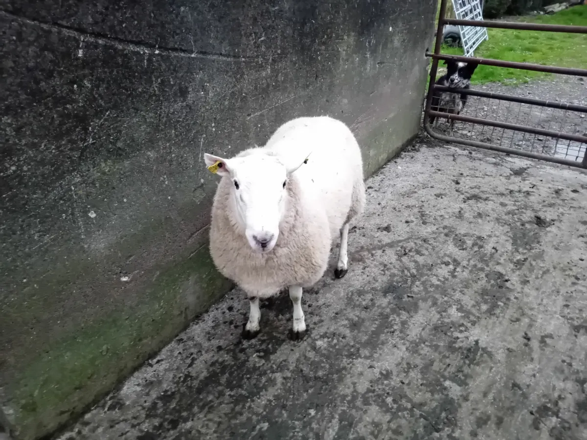 Hogget rams - Image 2