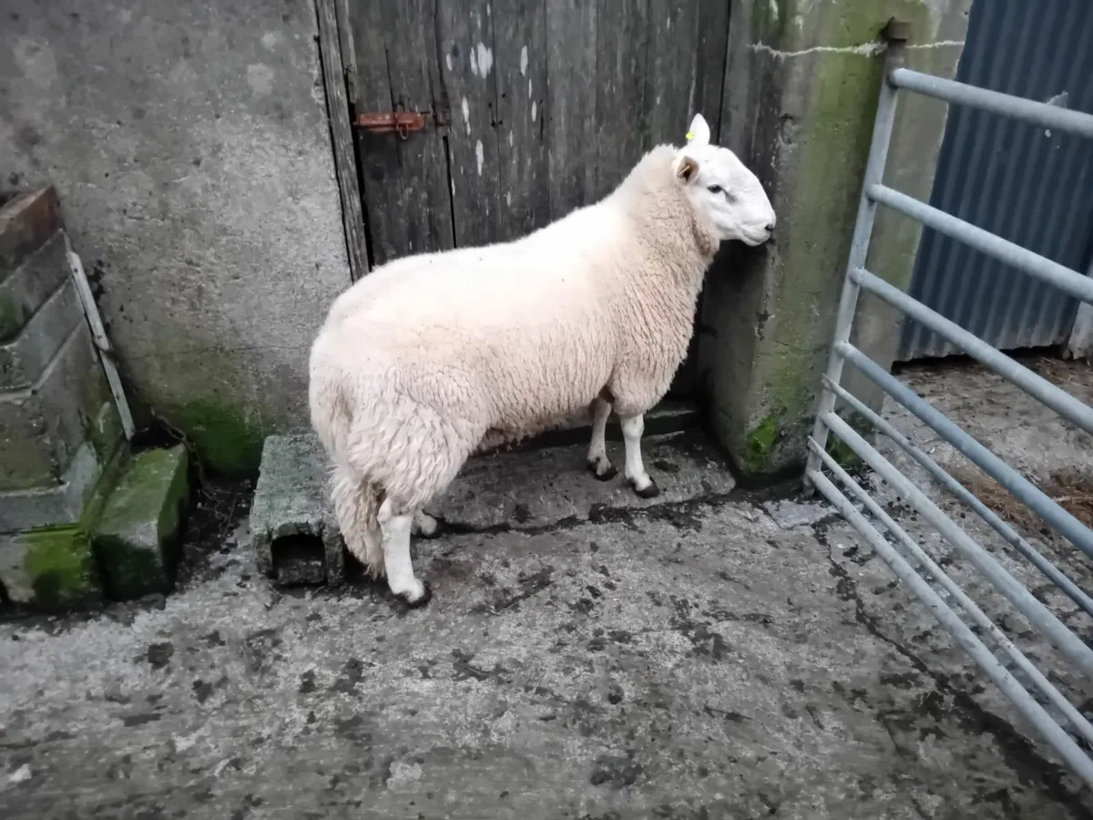 Hogget rams - Image 1