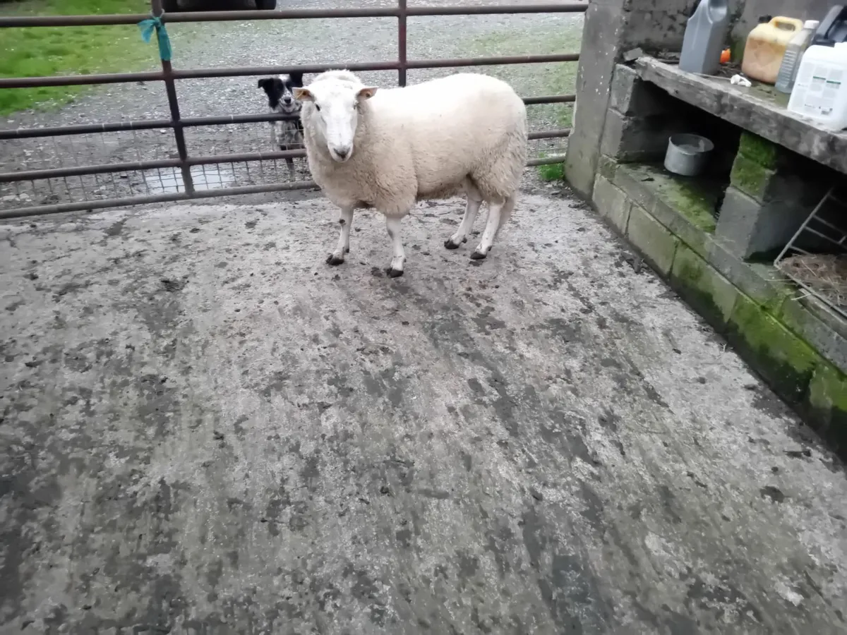 Hogget rams - Image 3