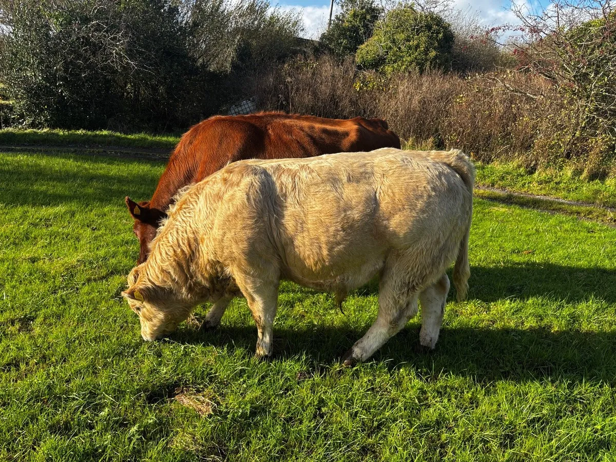 Bull weanling - Image 1