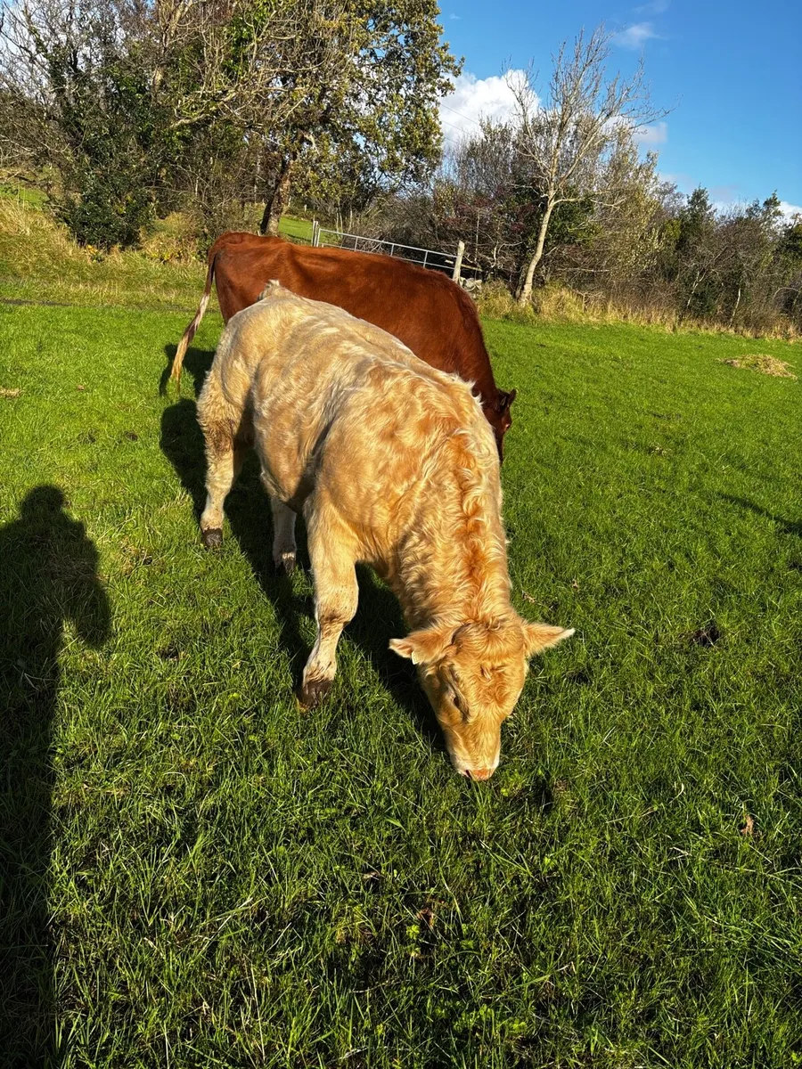 Bull weanling - Image 2
