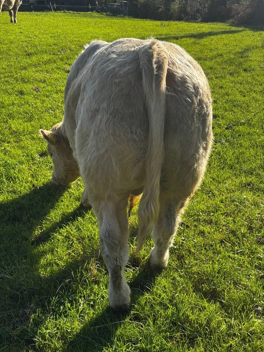 Bull weanling - Image 3