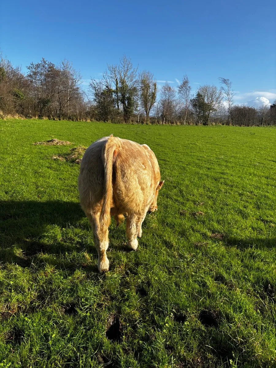 Bull weanling - Image 4