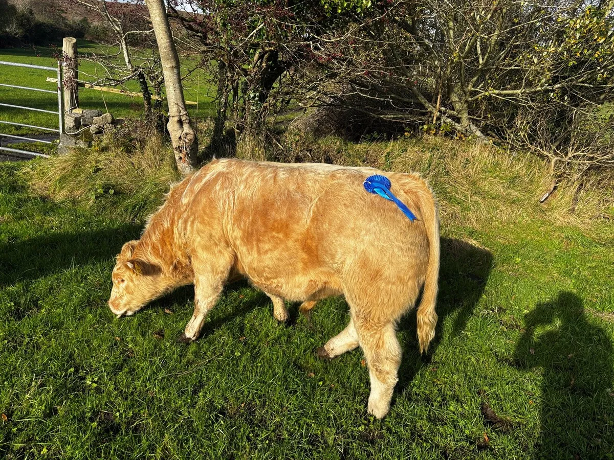 Bull weanling - Image 1