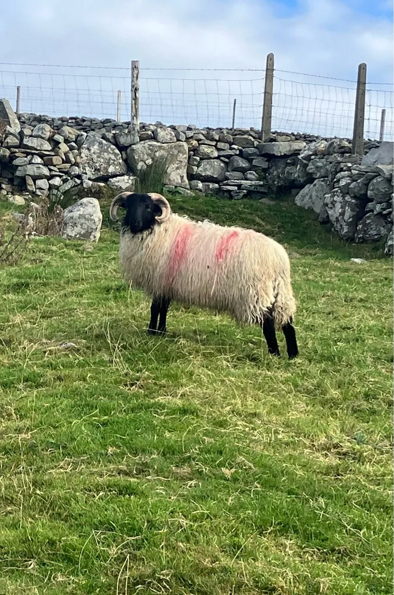 Clean mayo mountain ram lamb - Image 1