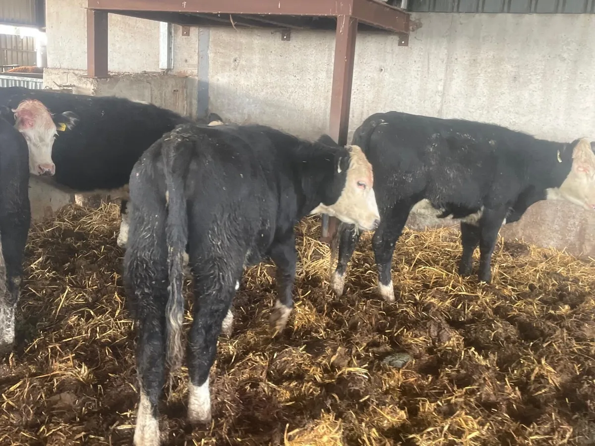 7 proper 350 kg Hereford store heifers - Image 1
