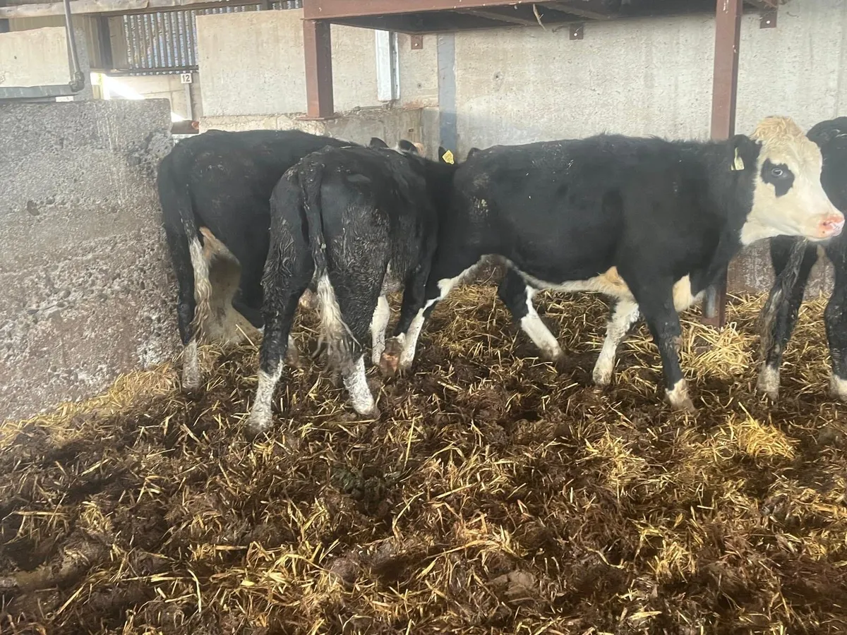 7 proper 350 kg Hereford store heifers - Image 2