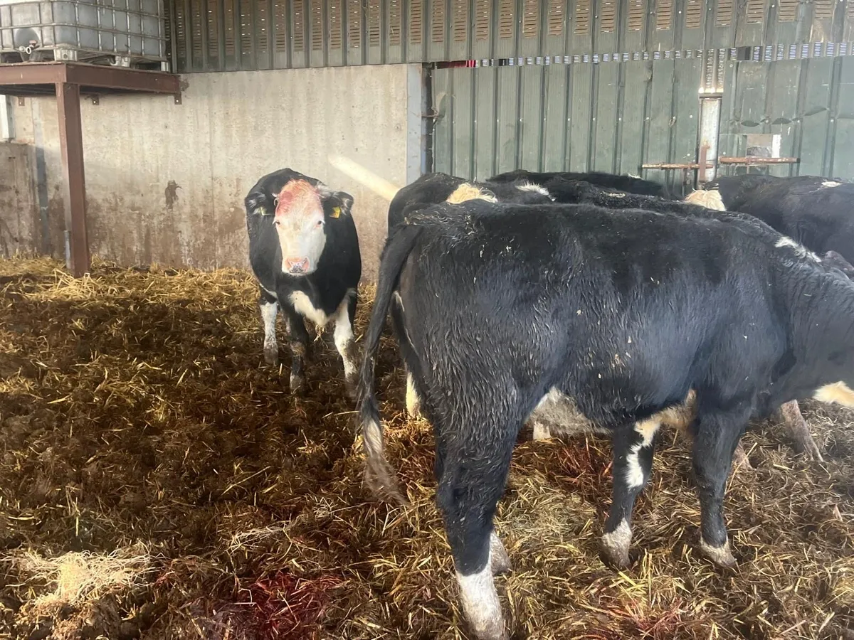 7 proper 350 kg Hereford store heifers - Image 3