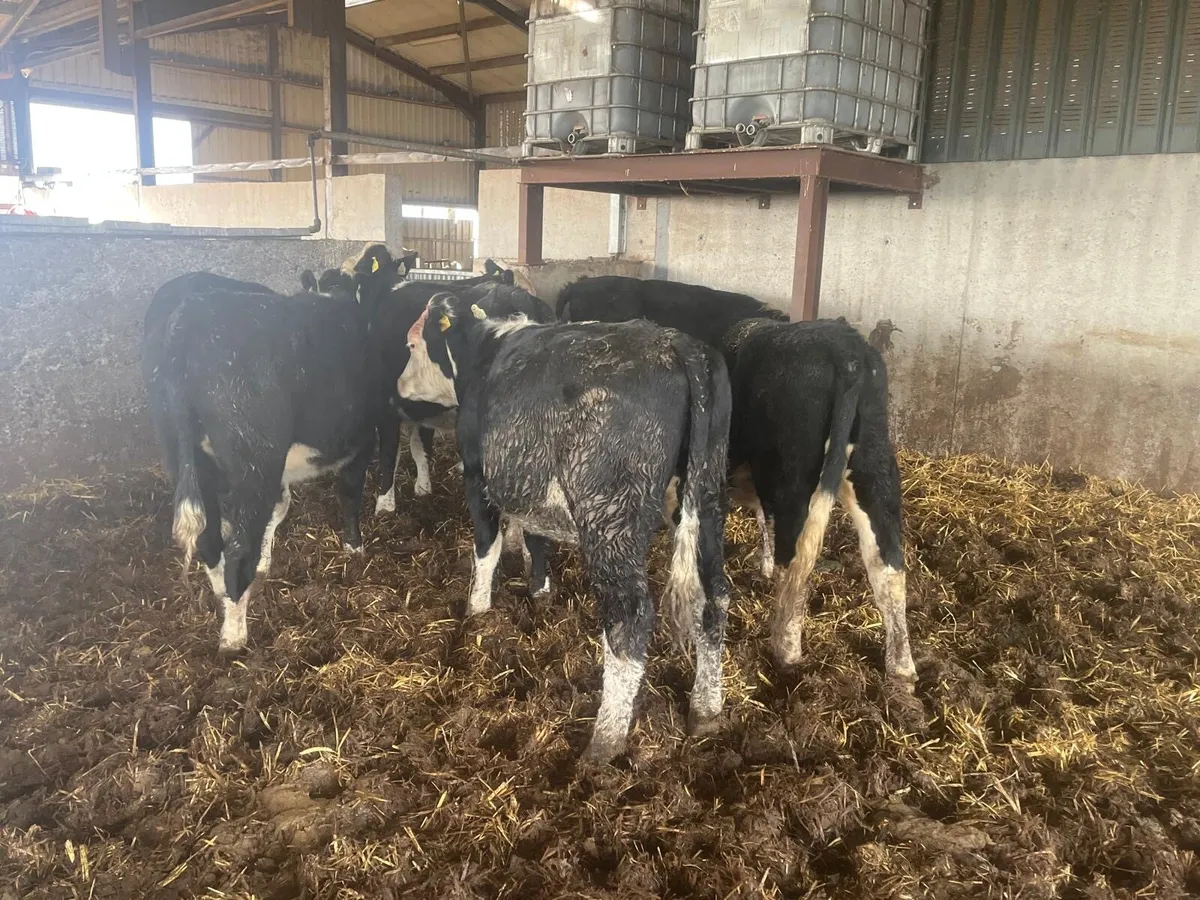 7 proper 350 kg Hereford store heifers - Image 4
