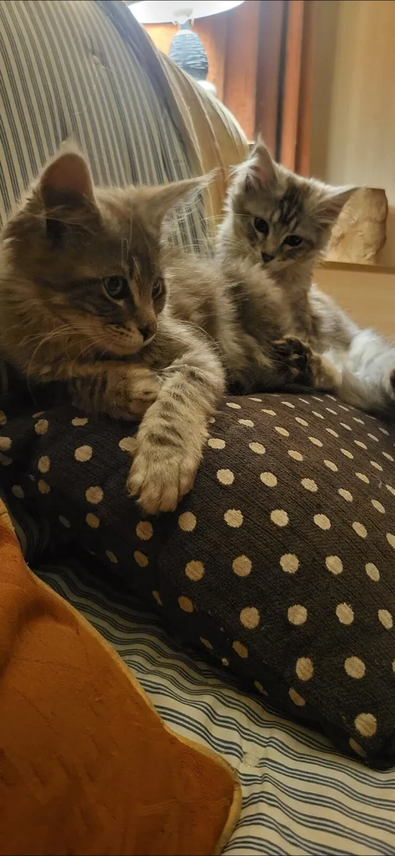 maine coon kittens - Image 1