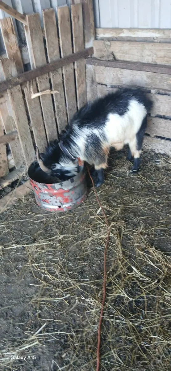 Pygmy goat - Image 4