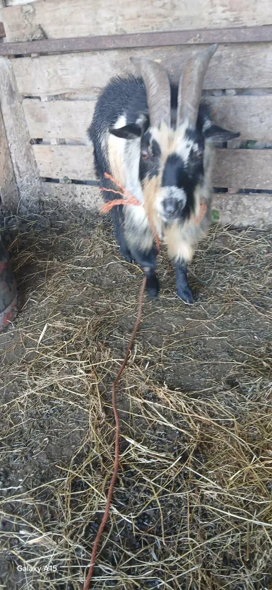 Pygmy goat - Image 3
