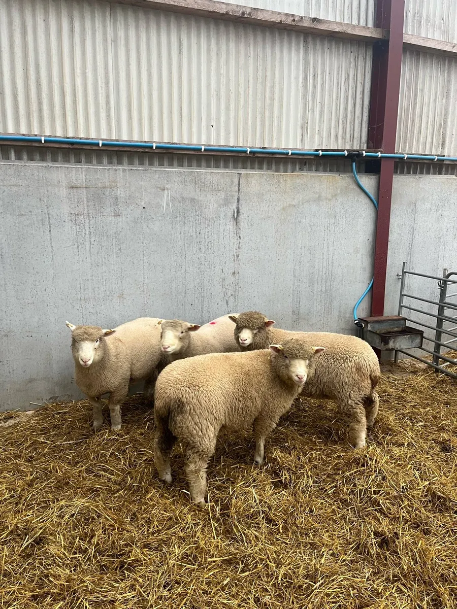 Pedigree Dorset Ewe lambs - Image 1