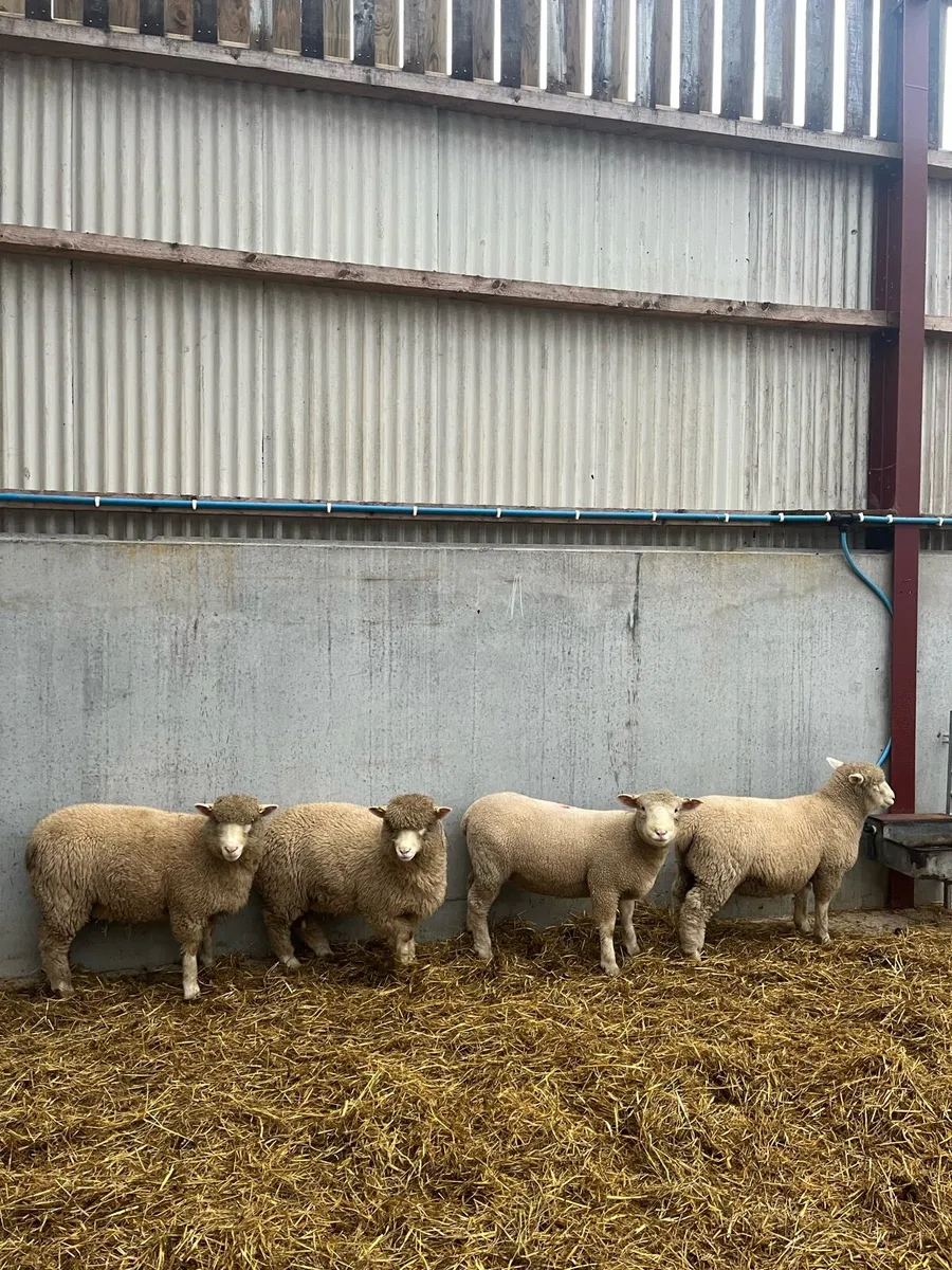 Pedigree Dorset Ewe lambs - Image 2