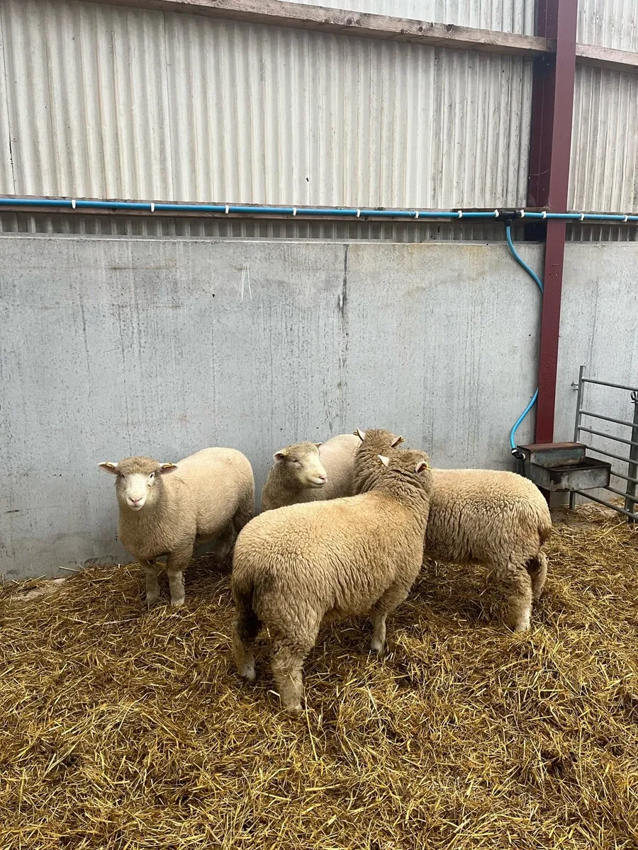 Pedigree Dorset Ewe lambs - Image 3