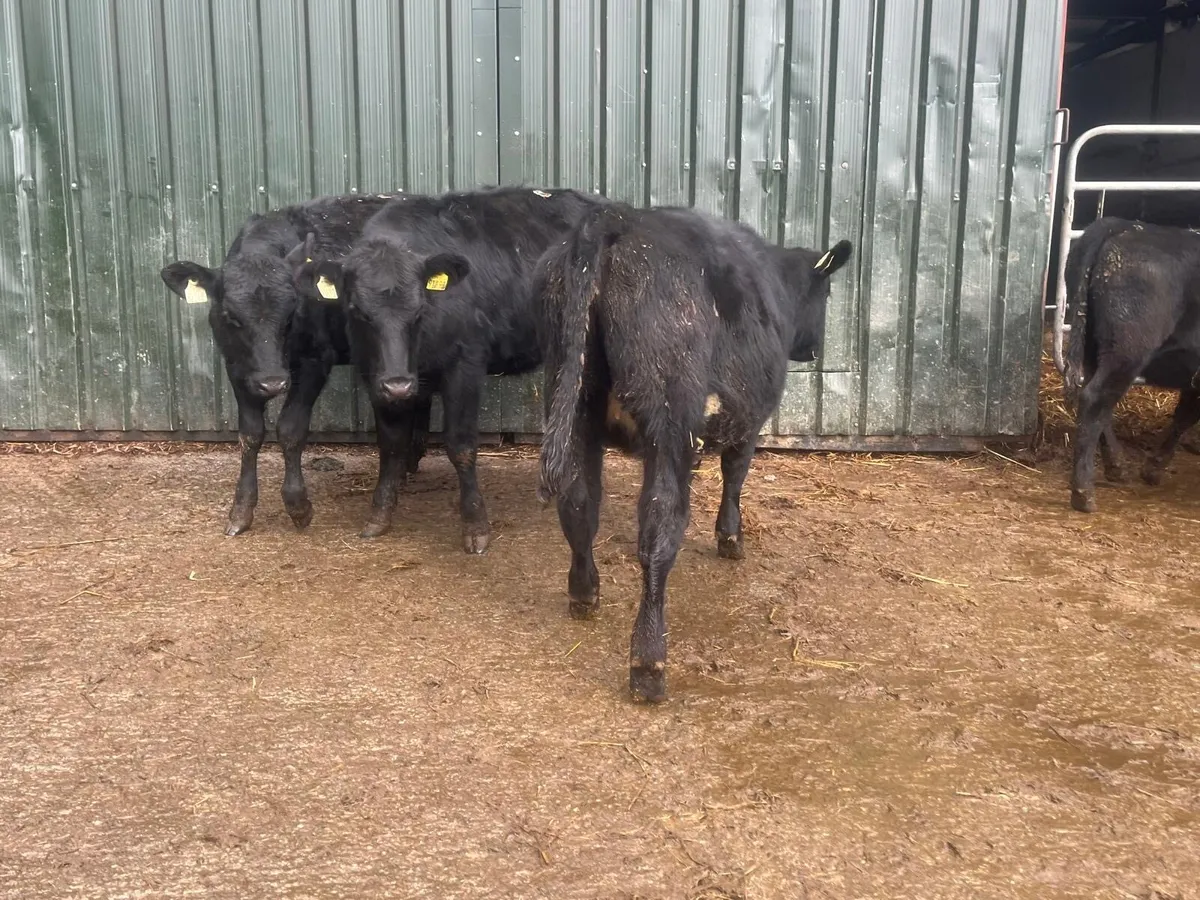 6 proper  February born  Angus heifers - Image 1