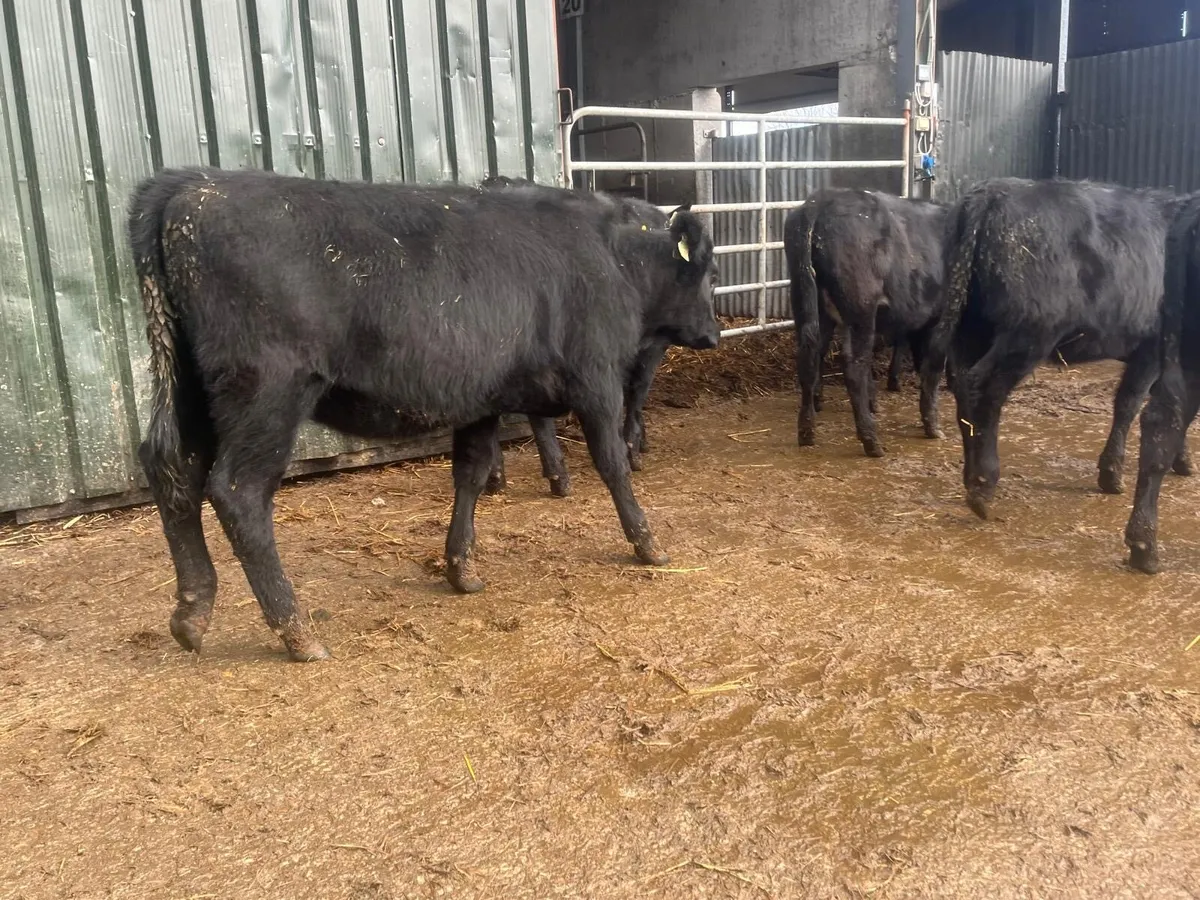 6 proper  February born  Angus heifers - Image 2
