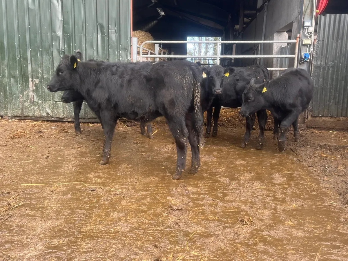 6 proper  February born  Angus heifers - Image 3