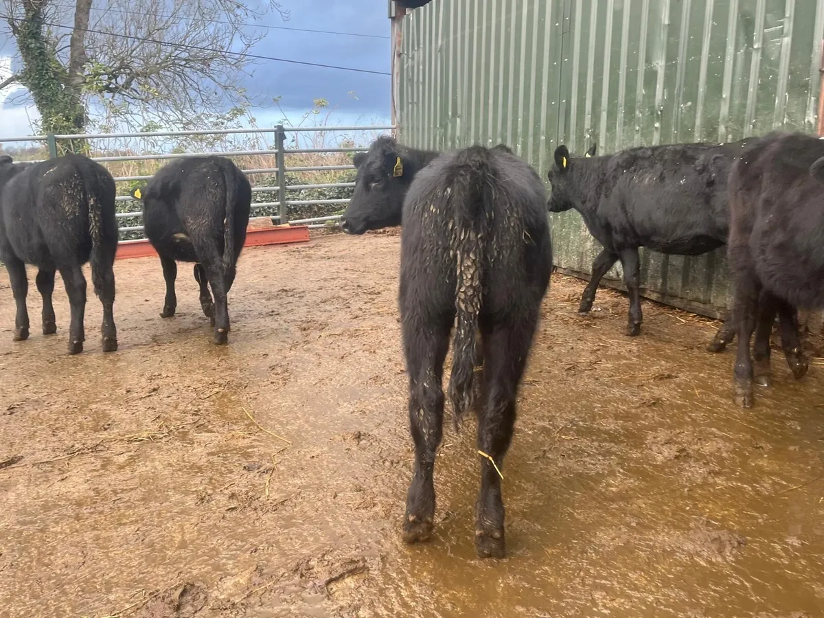 6 proper  February born  Angus heifers - Image 4