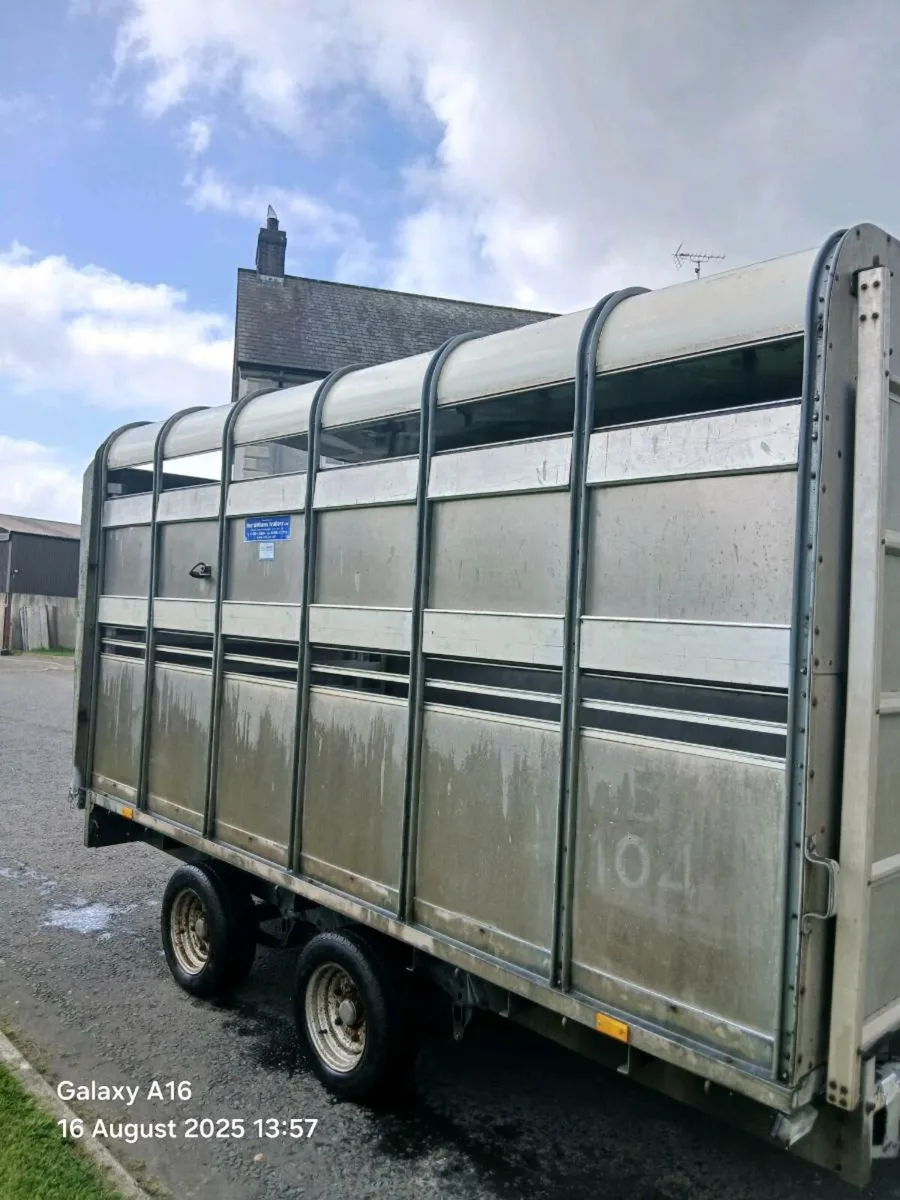 12ft Ifor williams cattle trailer - Image 2