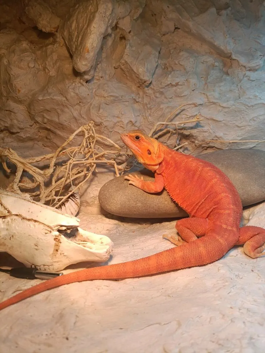 Bearded dragon with enclosure - Image 1