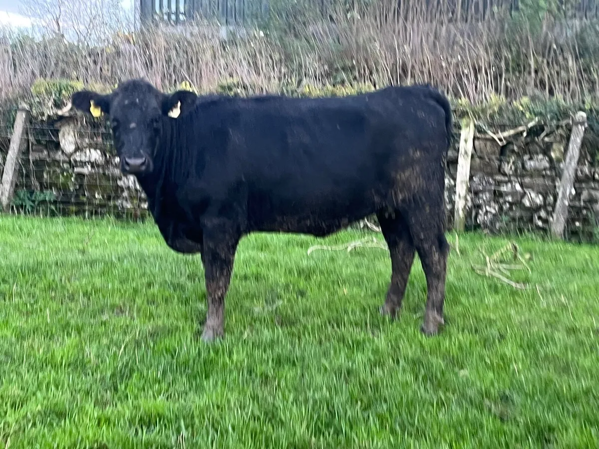 Super Angus springing heifer - Image 2